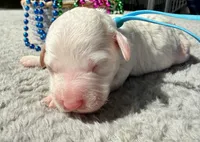 Blaze, a male Poodle - Miniature  for sale in Lakeland, FL – 1 of 9