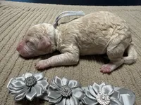 Casper , a female Double Doodle for sale in Lakeland, FL – 4 of 6