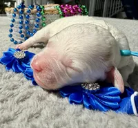Blaze, a male Poodle - Miniature  for sale in Lakeland, FL – 2 of 9