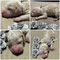 Casper , a female Double Doodle for sale in Lakeland, FL – 6 of 6