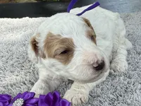 Teddy, a male Poodle - Miniature  for sale in Lakeland, FL – 4 of 9