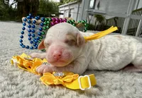 Glory , a male Poodle - Miniature  for sale in Lakeland, FL – 8 of 10