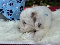 Blaze, a male Poodle - Miniature  for sale in Lakeland, FL – 2 of 10