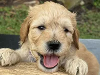 Buster, a male Goldendoodle for sale in Lakeland, FL – 2 of 7
