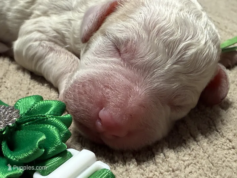 Boo-Boo – Double Doodle puppy for sale in Lakeland, FL