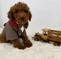 Winston, a male Poodle - Toy  for sale in Monterey Park, CA – Photo 4 of 4