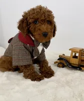 Winston, a male Poodle - Toy  for sale in Monterey Park, CA – Photo 3 of 4