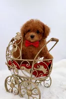 Roscoe, a male Maltipoo for sale in Monterey Park, CA – Photo 2 of 5