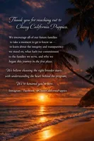 Roscoe, a male Maltipoo for sale in Monterey Park, CA – Photo 5 of 5