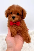 Roscoe, a male Maltipoo for sale in Monterey Park, CA – Photo 1 of 5
