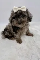 Skye, a female Poodle - Toy  for sale in Monterey Park, CA – Photo 1 of 4