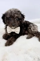 Atlas, a male Poodle - Toy  for sale in Monterey Park, CA – Photo 3 of 4