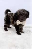 Atlas, a male Poodle - Toy  for sale in Monterey Park, CA – Photo 2 of 4