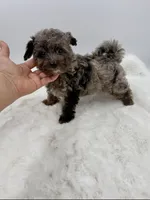 River, a male Poodle - Toy  for sale in Monterey Park, CA – Photo 2 of 4