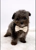 River, a male Poodle - Toy  for sale in Monterey Park, CA – Photo 1 of 4