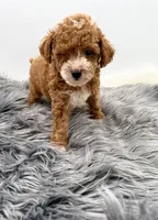 Teddy, a male Poodle - Toy  for sale in Monterey Park, CA – Photo 3 of 6