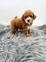 Teddy, a male Poodle - Toy  for sale in Monterey Park, CA – Photo 5 of 6