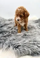 Teddy, a male Poodle - Toy  for sale in Monterey Park, CA – Photo 2 of 6