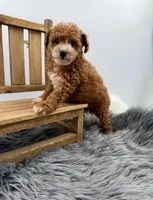 Teddy, a male Poodle - Toy  for sale in Monterey Park, CA – Photo 1 of 6