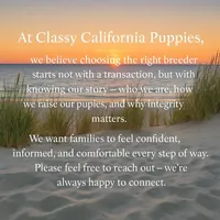 Teddy, a male Poodle - Toy  for sale in Monterey Park, CA – Photo 6 of 6