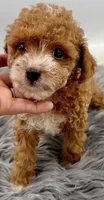 Teddy, a male Poodle - Toy  for sale in Monterey Park, CA – Photo 4 of 6