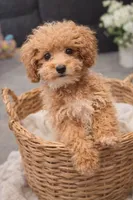 Honey, a female Poodle - Toy  for sale in Monterey Park, CA – Photo 1 of 3