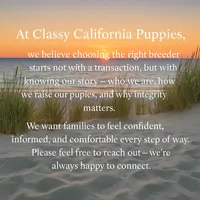 Honey, a female Poodle - Toy  for sale in Monterey Park, CA – Photo 2 of 3