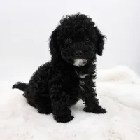 Knight, a male Poodle - Toy  for sale in Monterey Park, CA – Photo 2 of 4