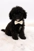 Knight, a male Poodle - Toy  for sale in Monterey Park, CA – Photo 1 of 4