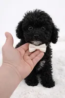 Knight, a male Poodle - Toy  for sale in Monterey Park, CA – Photo 3 of 4