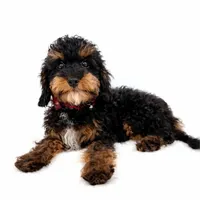 Harley, a male Poodle - Miniature  for sale in Monterey Park, CA – Photo 1 of 2