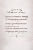 Valentino - Sale, a male Maltipoo for sale in Monterey Park, CA – Photo 6 of 6