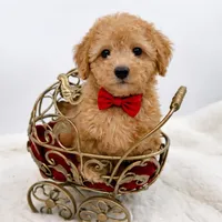 Valentino, a male Maltipoo for sale in Monterey Park, CA – Photo 3 of 5