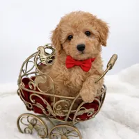 Valentino, a male Maltipoo for sale in Monterey Park, CA – Photo 2 of 5