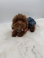 Pumpkin RARE TEACUP, a female Miniature Goldendoodle for sale in Monterey Park, CA – Photo 4 of 6