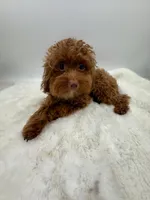 Pumpkin RARE TEACUP, a female Miniature Goldendoodle for sale in Monterey Park, CA – Photo 1 of 6