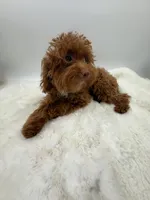 Pumpkin RARE TEACUP, a female Miniature Goldendoodle for sale in Monterey Park, CA – Photo 3 of 6