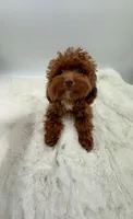 Pumpkin RARE TEACUP, a female Miniature Goldendoodle for sale in Monterey Park, CA – Photo 2 of 6