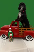 Teddy, a male Cavapoo for sale in Monterey Park, CA – Photo 2 of 4