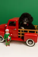 Teddy, a male Cavapoo for sale in Monterey Park, CA – Photo 1 of 4