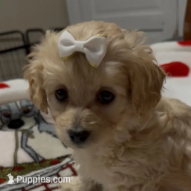 processed/f4c1a8c5-a72e-4af2-9bc0-789e2854e978/listing/02a7df80-ddb1-4d35-a35b-a163fba54ce8/2d7d1def-9fa8-4dc3-bc32-314d7d20e0cb