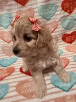 processed/f4c1a8c5-a72e-4af2-9bc0-789e2854e978/listing/02a7df80-ddb1-4d35-a35b-a163fba54ce8/ab9b104b-8653-4d18-b32e-51ff66846d29