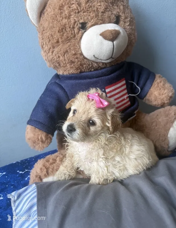 Penny  – Maltese, Miniature Goldendoodle puppy on hold in Scranton, PA