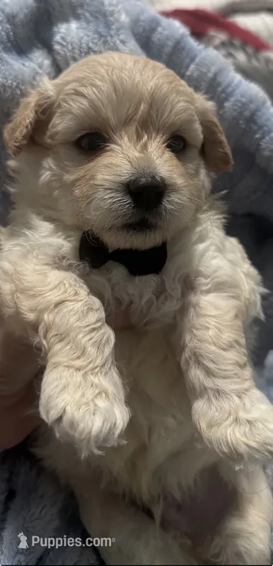 Buddy  – Maltese, Miniature Goldendoodle puppy for sale in Scranton, PA
