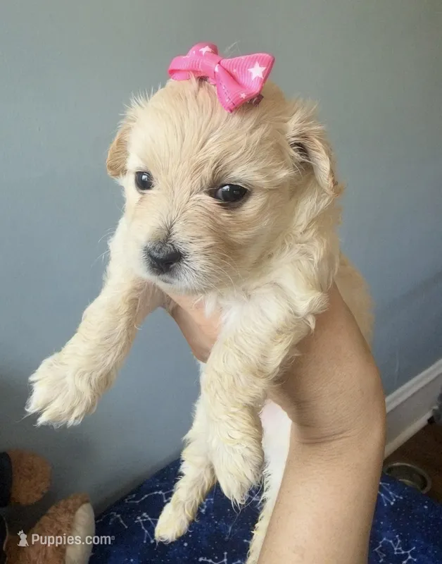 Honey  – Maltipoo, Miniature Goldendoodle puppy for sale in Scranton, PA