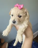 Honey , a female Maltipoo and Miniature Goldendoodle for sale in Scranton, PA – 1 of 7
