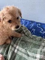Buddy , a male Maltese and Miniature Goldendoodle for sale in Scranton, PA – 6 of 7