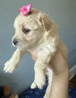 Honey , a female Maltipoo and Miniature Goldendoodle for sale in Scranton, PA – 4 of 7
