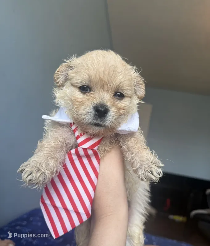 Benji  – Miniature Goldendoodle puppy on hold in Scranton, PA