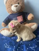 Penny , a female Maltese and Miniature Goldendoodle for sale in Scranton, PA – 4 of 4